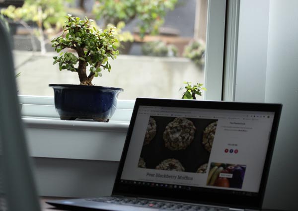 Bonsai Plant