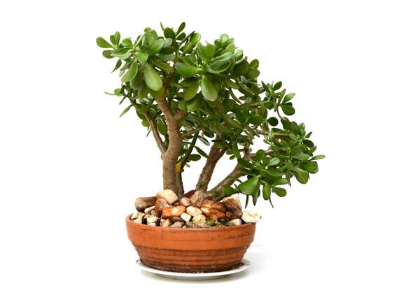 Bonsai Indoor Plants