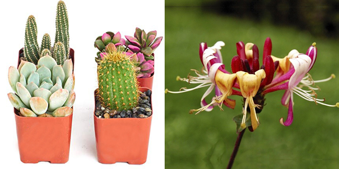 Cactus, Succulents & Honeysuckle
