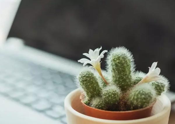 Cactus and Succulents Plant