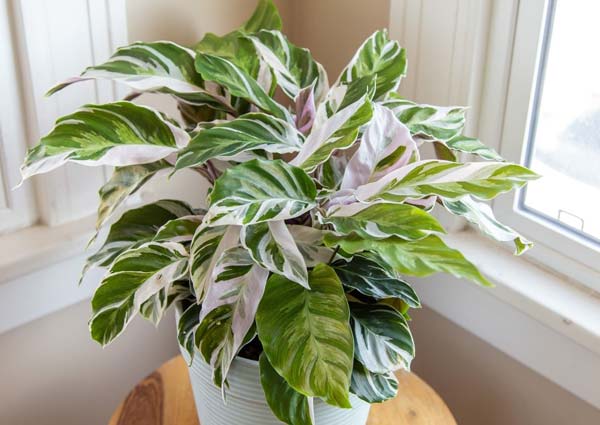 Calathea Indoor Plant