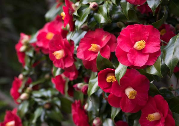 Red Camellia