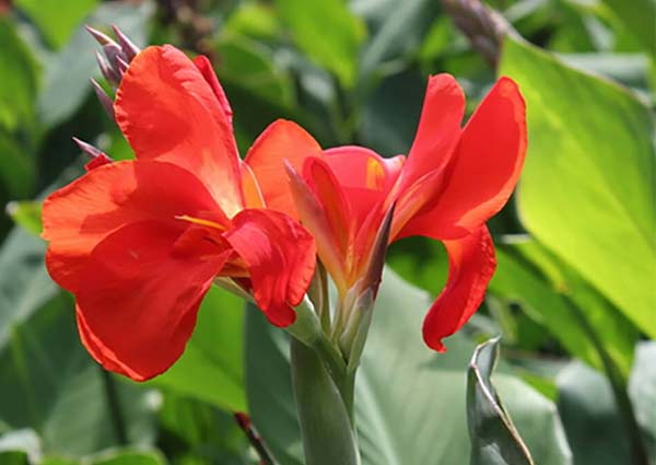 Red Canna