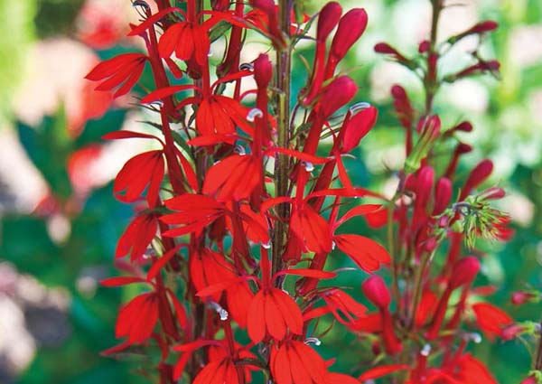 Cardinal Flower