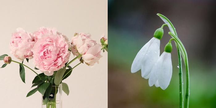January Birth Flowers: Carnation and Snowdrop