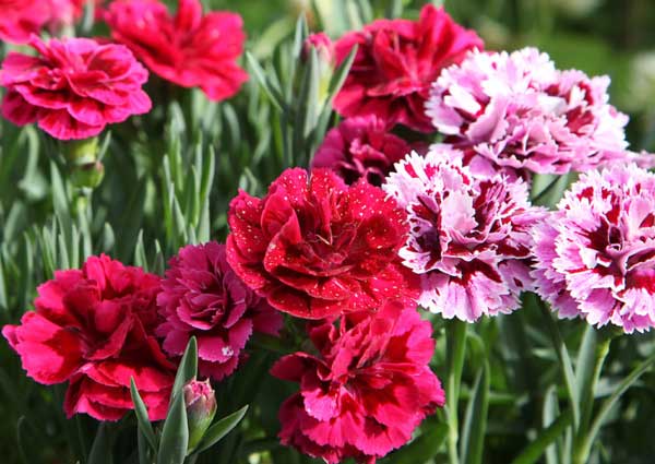 Red Carnation