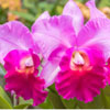 Cattleya