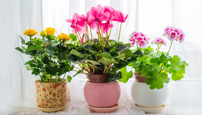 Charming Indoor Flowering Plants