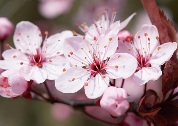 Cherry blossoms