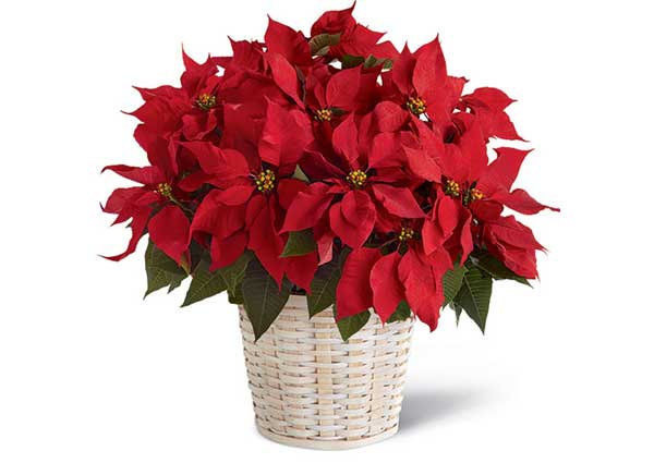 Christmas Poinsettias