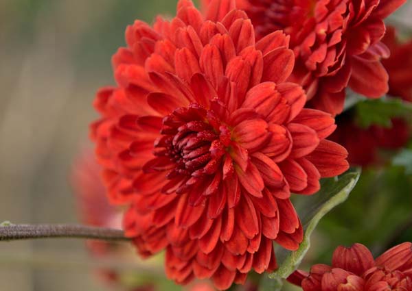 Red Chrysanthemum