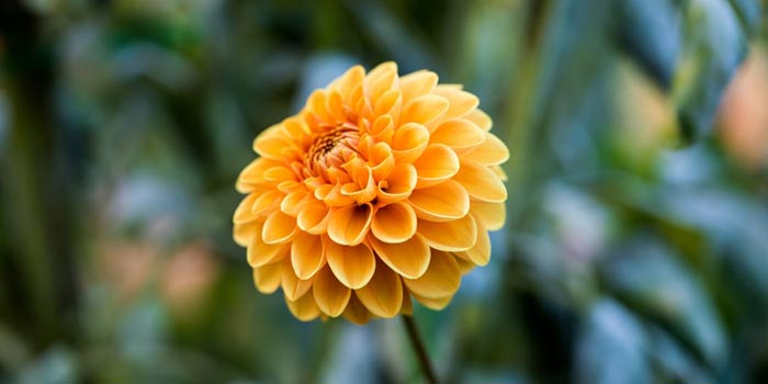 November Birth Flowers: Chrysanthemum