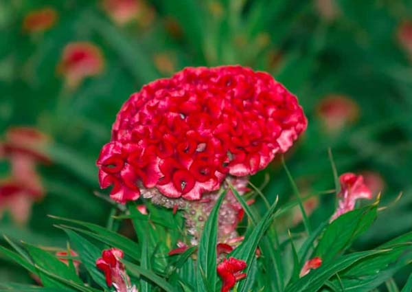 Red Cockscomb