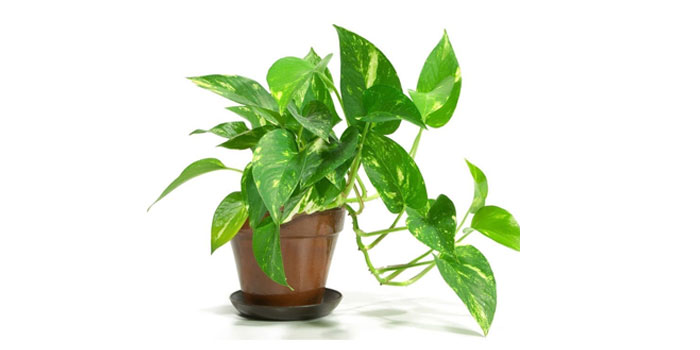 Plant question answer