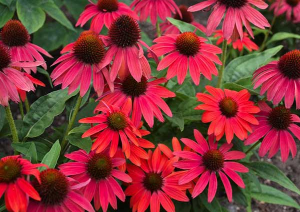 Red Coneflowers