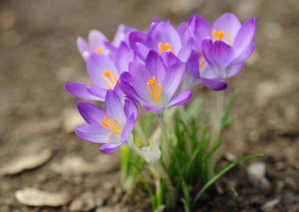 Crocus