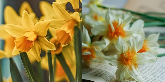March Birth Flowers: Daffodil and Jonquil