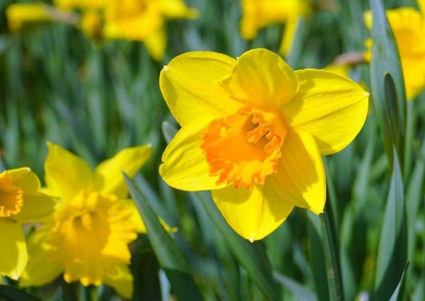 Daffodils