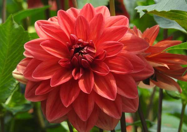 Red Dahlia