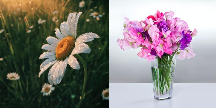 April Birth Flowers: Daisy and Sweet Pea
