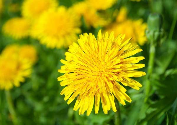 Dandelion