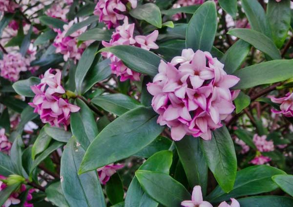 Daphne Shrub