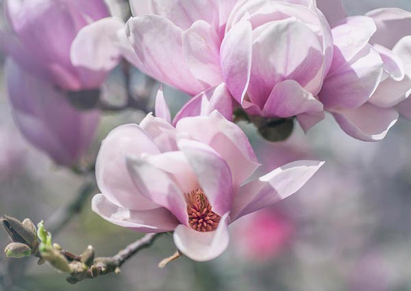 Deciduous Magnolia