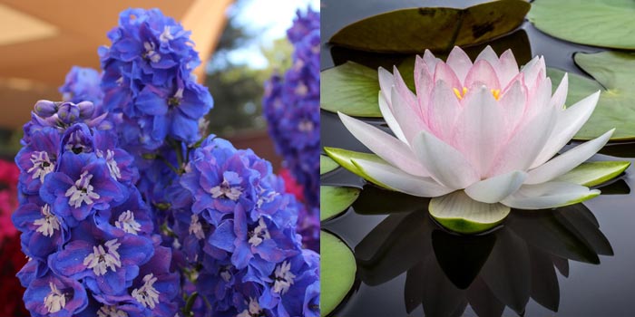 July Birth Flowers: Delphinium and Water Lily