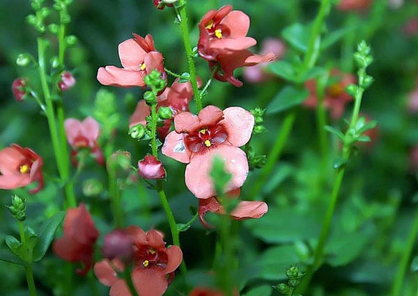 Diascia