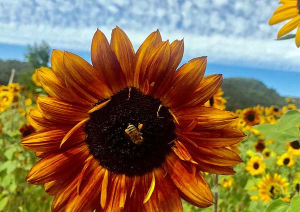 Different Colors of Sunflower