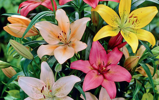 Lily Flower - astroeshop