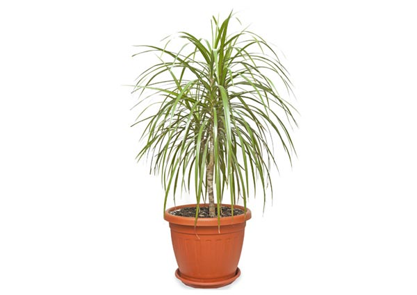 Dracaena Indoor Plants