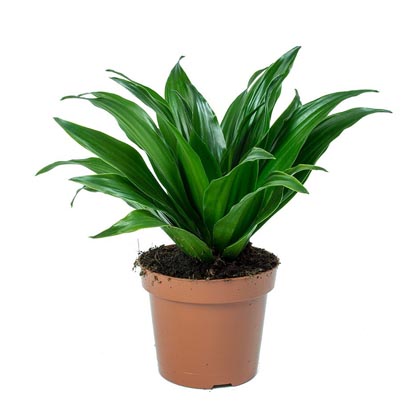 Dracena Compacta