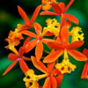 Epidendrum