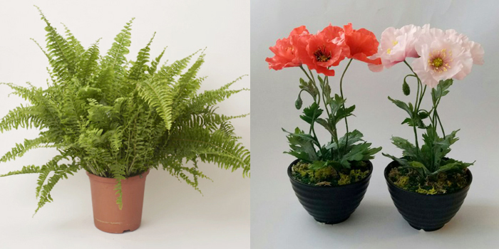 Ferns & Poppy