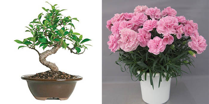 Ficus Bonsai & Carnations
