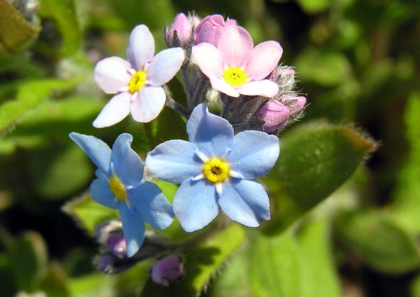 ForgetMeNots