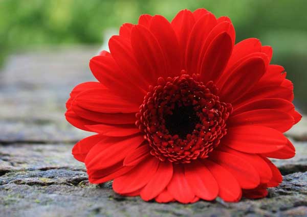 Gerber Daisies