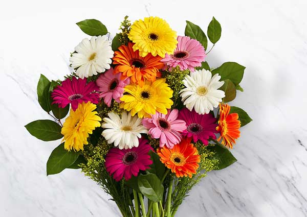 Gerbera Daisies