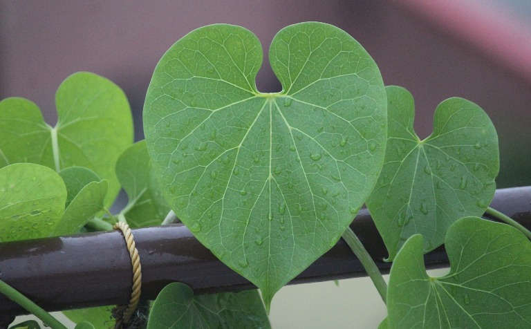 Giloy Plant