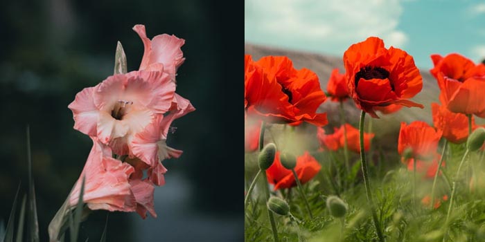 August Birth Flowers: Gladiolus and Poppy