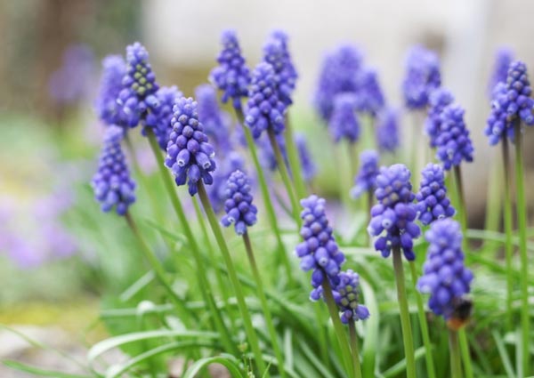 Grape Hyacinth