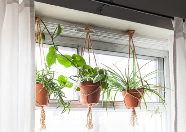 Hanging Vines Over Window