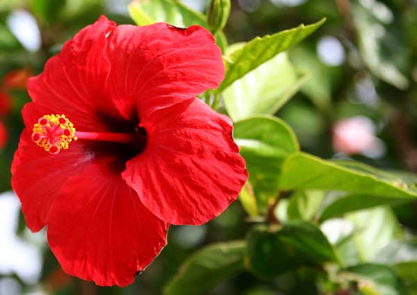 Red Hibiscus