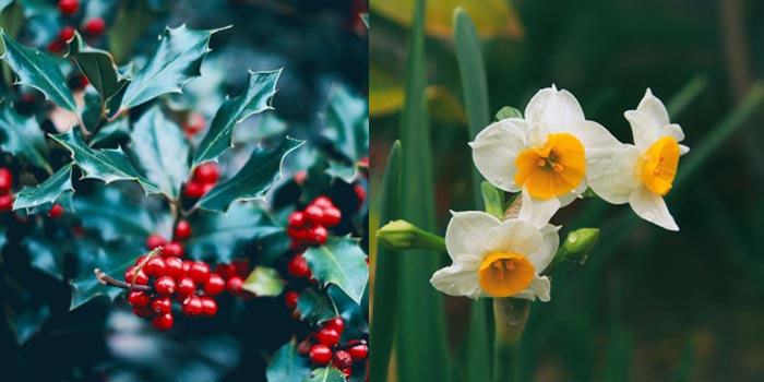 December Birth Flowers: Holly and Narcissus