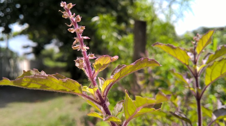 Holy Basil