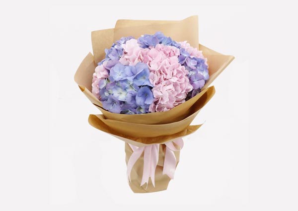 Hydrangeas Flowers