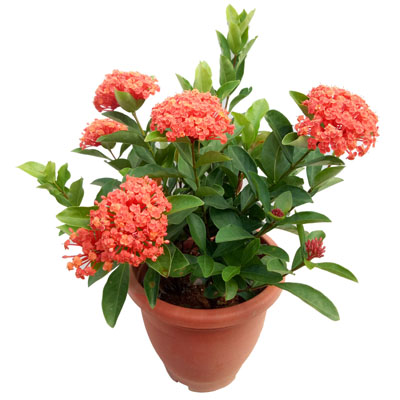 Ixora Bloom