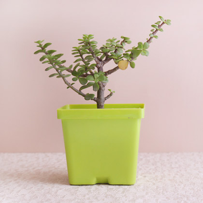 Jade Plant