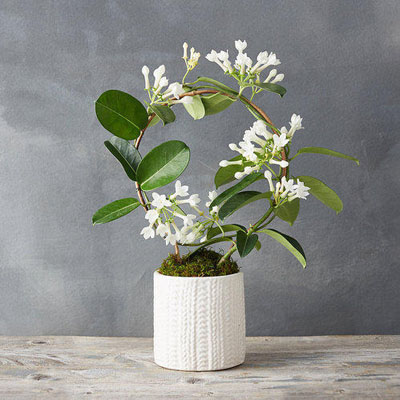 Jasmine Plant